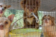 petshop_puppies